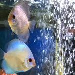 Assorted Premium Discus 10-Pack photo review