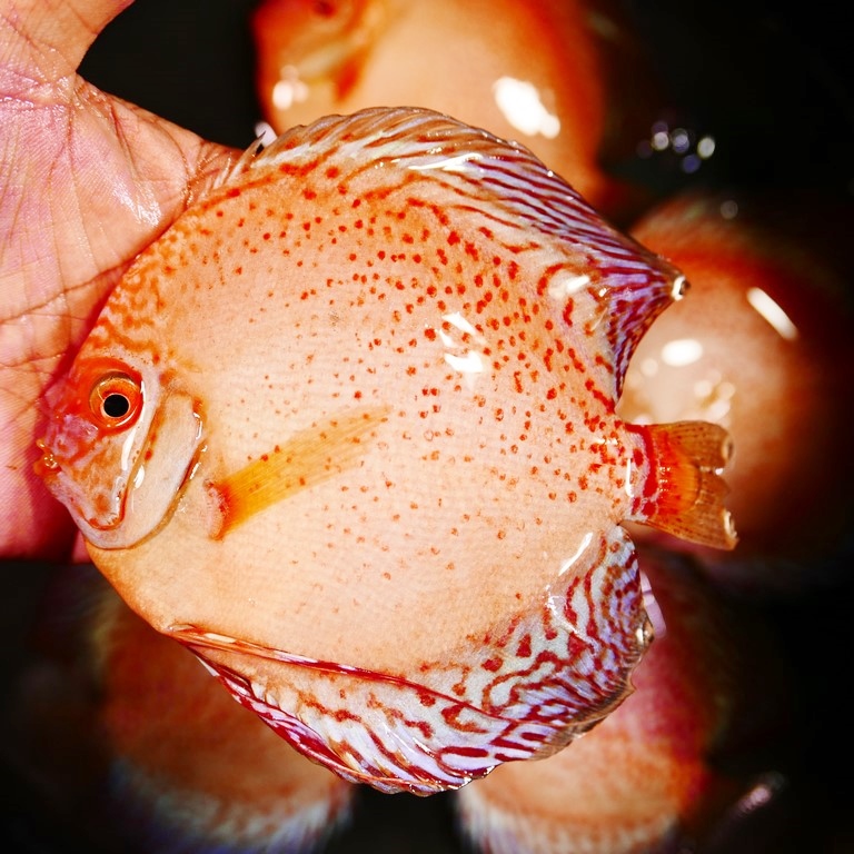 Spotted White Discus