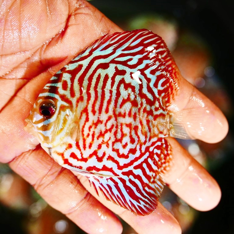 Red Tiger Turquoise Discus | Discus.com