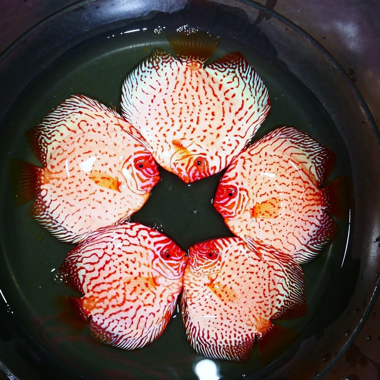 White Pigeon Discus | Discus.com