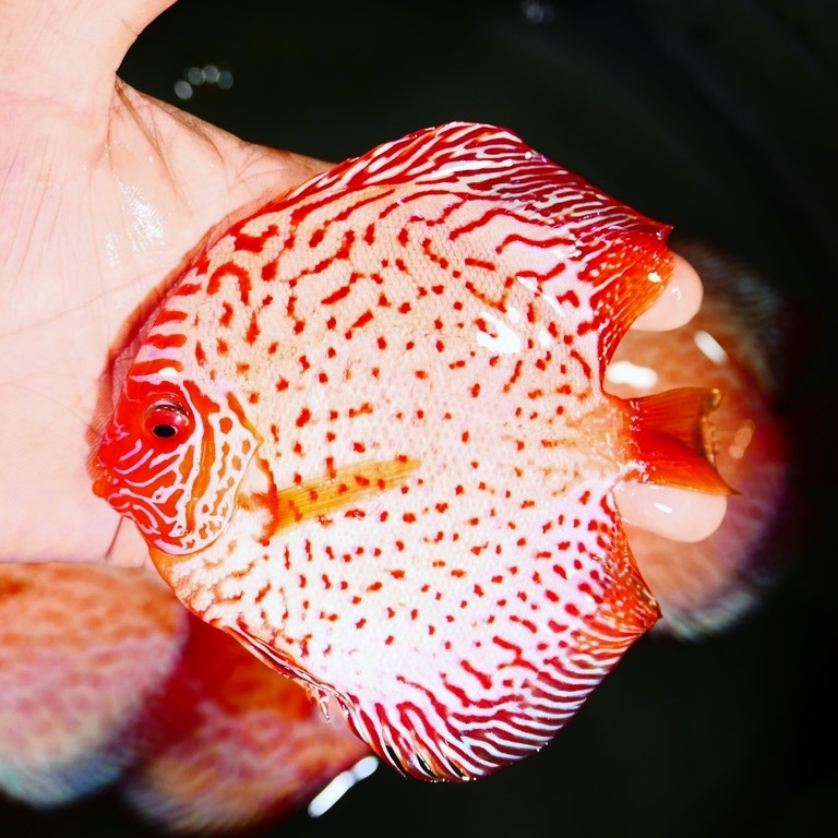 White Pigeon Discus | Discus.com