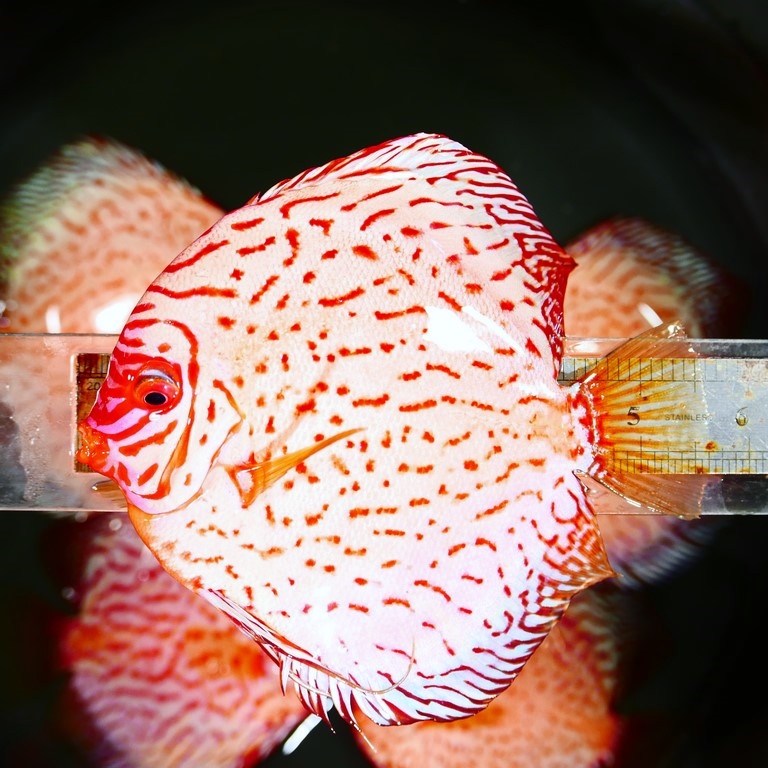 White Pigeon Discus | Discus.com