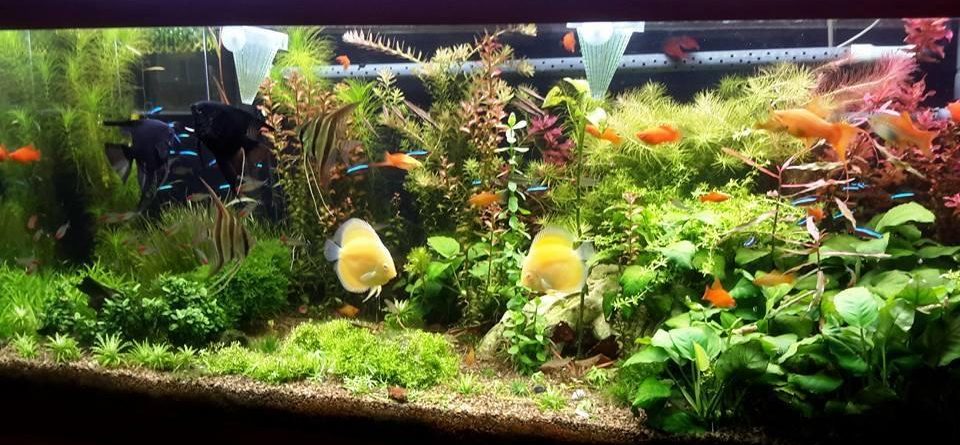 Gravel in a Discus Tank – Discus.com