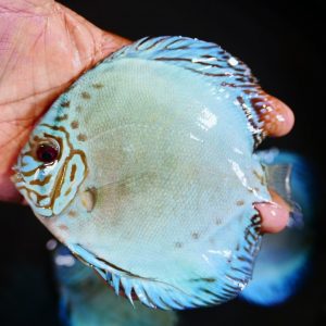 Blue Discus Fish