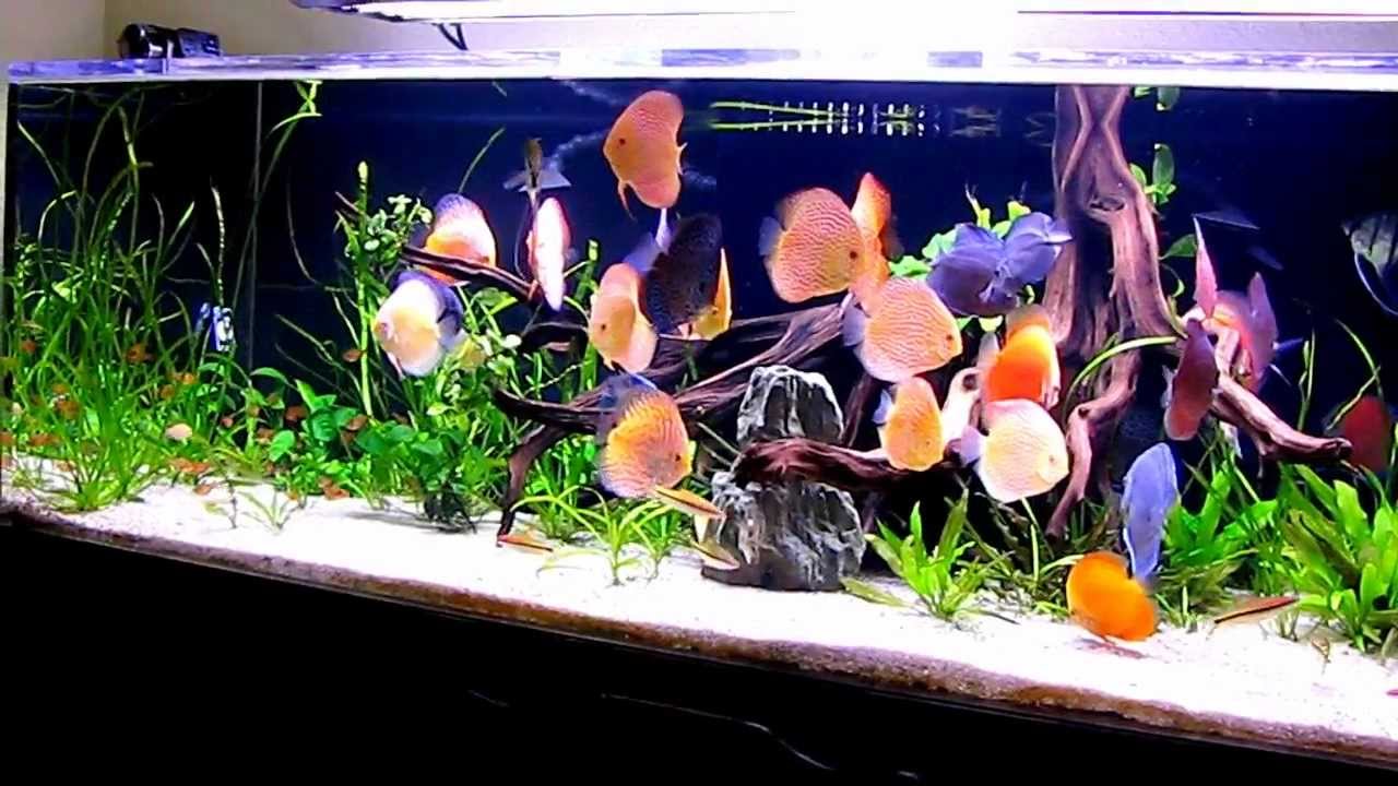 discus fish tank setup