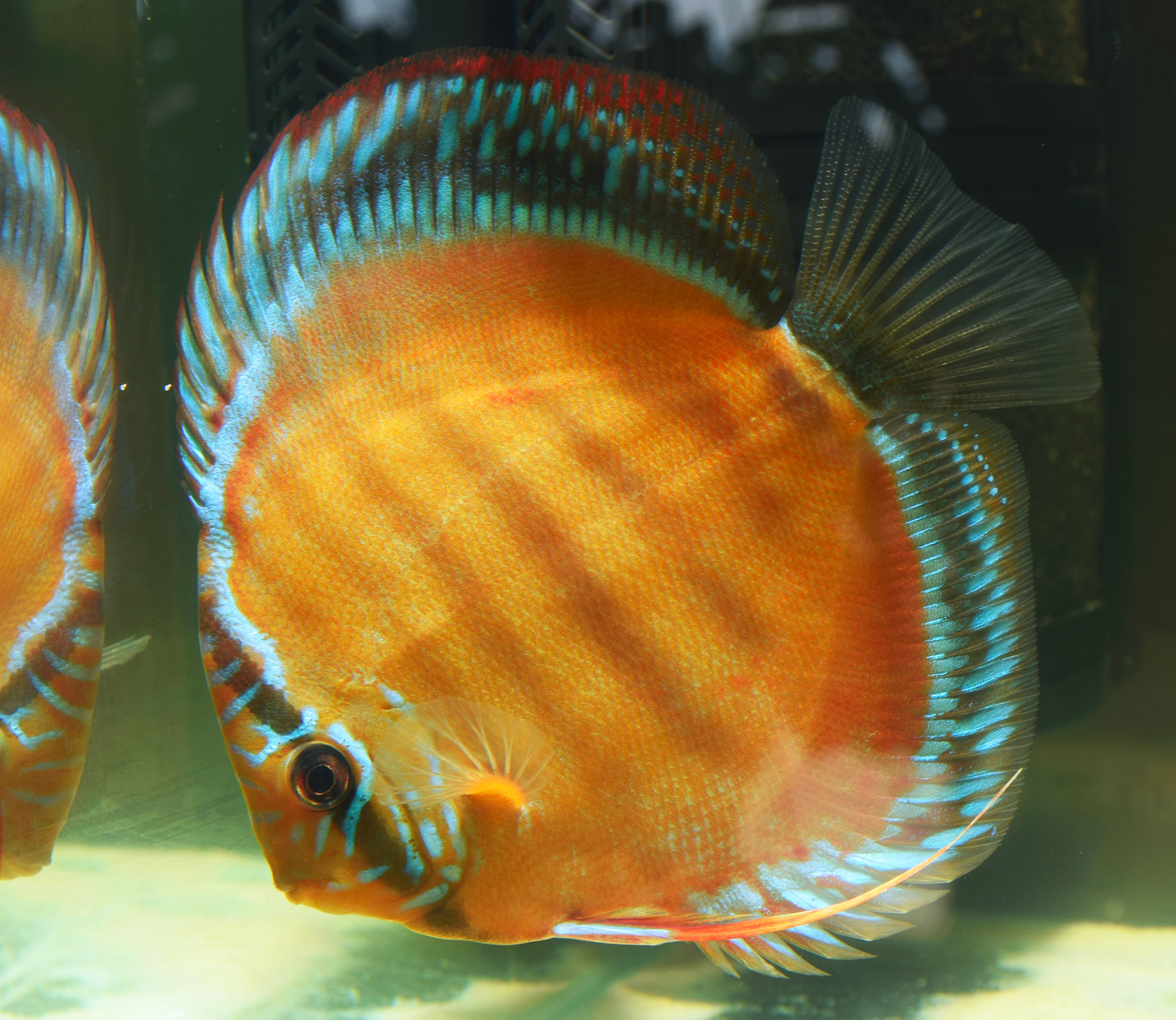 Why Discus Fish are Expensive | Discus.com