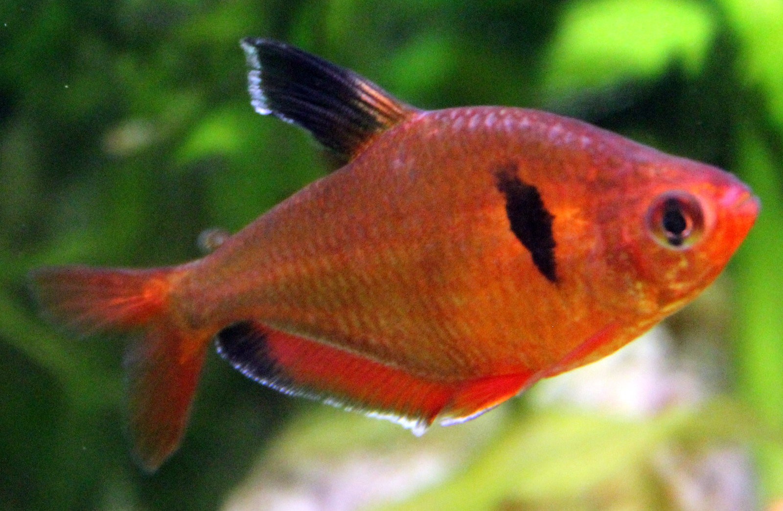 Red Phantom Tetra | Discus.com