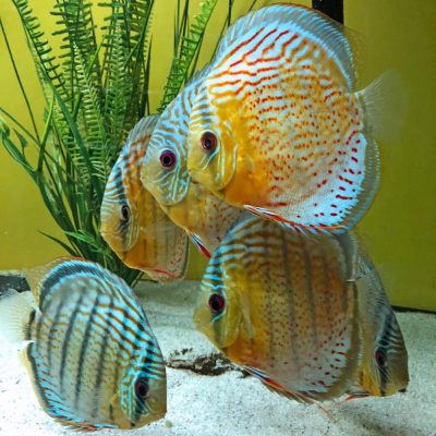 Wild Tefe Red-Spotted Green Discus | Discus.com