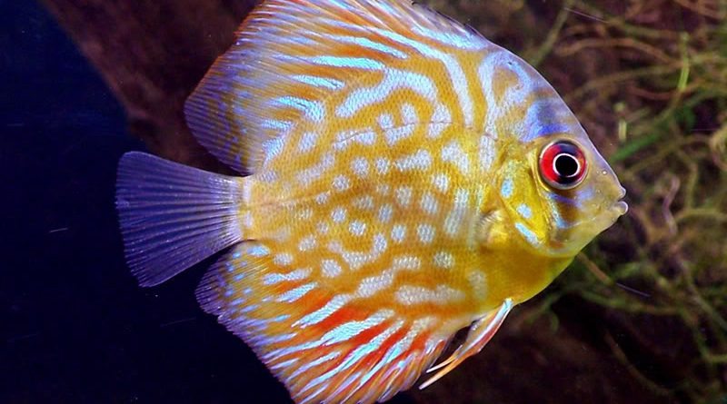 Stunted Discus | Discus.com