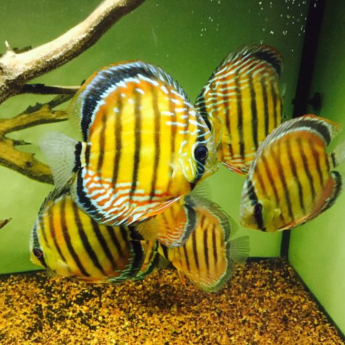 Wild Barra Mansa Discus photo review