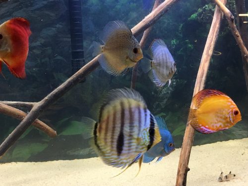 Wild Blue-Faced Nhamunda Heckel Discus | Discus.com