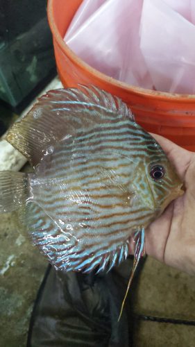 Wild Classic Brazilian Heckel Discus photo review