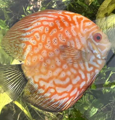 Super Carnation Checkerboard Pigeon Discus, Thick Line photo review