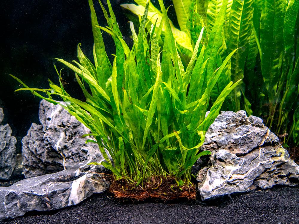 Java Fern Narrow Leaf Mat Microsorum Pteropus Var Narrow