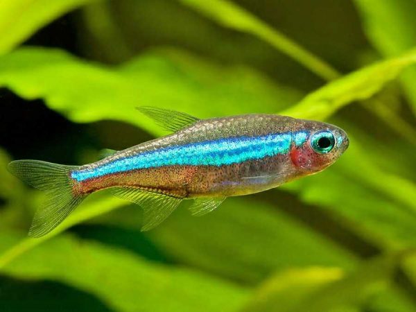 Green Neon Tetra | Discus.com