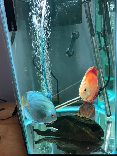 Neon Sapphire Discus photo review