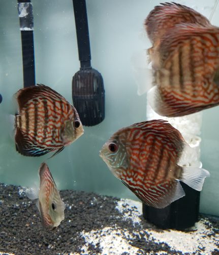 Striated Red Throwback Discus photo review