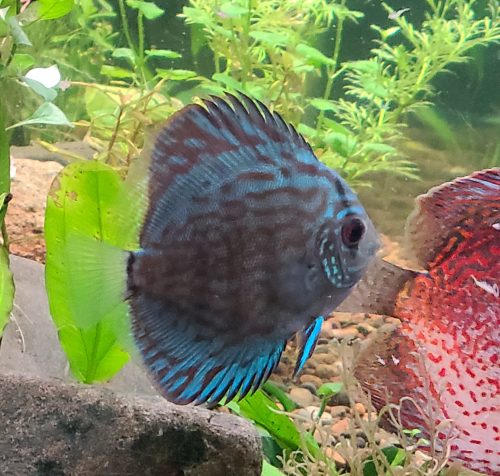 Penang Blue Knight Discus photo review