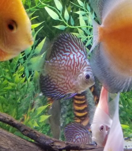 German Red Turquoise Discus, Blue Base photo review