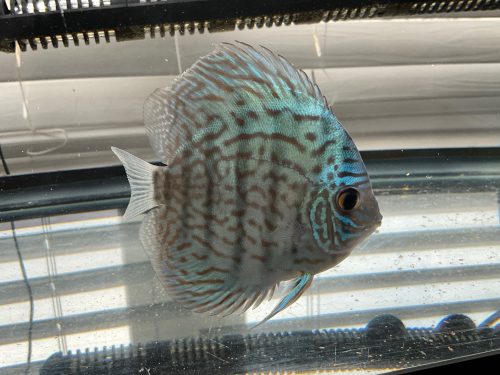 German Red Turquoise Discus, Blue Base photo review