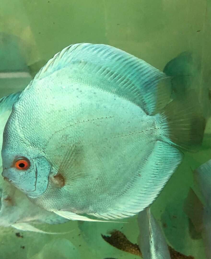 Ocean Green Discus | Discus.com