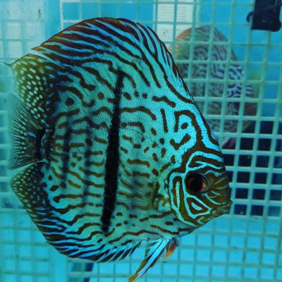 Turquoise Heckel Cross Discus | Discus.com