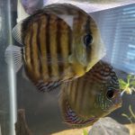 Striated Red Throwback Discus photo review