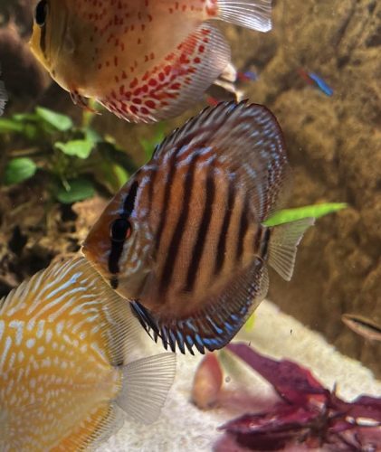 Striated Red Throwback Discus photo review