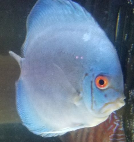 Classic Deep Blue Diamond Discus photo review