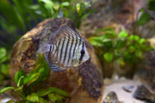 Striated Red Throwback Discus photo review