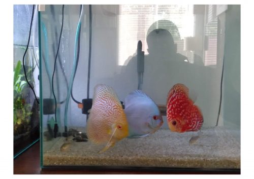 Classic Deep Blue Diamond Discus photo review