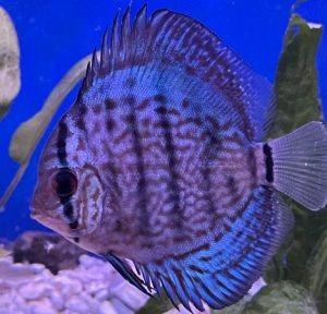 Penang Blue Knight Discus photo review