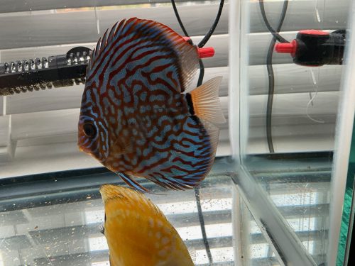 German Red Turquoise Discus, Blue Base photo review