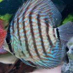 Royal Heckel Cross Discus photo review