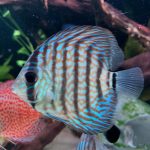 Royal Heckel Cross Discus photo review