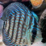 Royal Heckel Cross Discus photo review