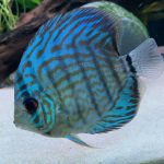 Blue Turquoise Cross Discus photo review