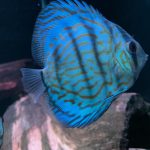 Penang Blue Knight Discus photo review