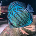 Penang Blue Knight Discus photo review