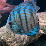 Penang Blue Knight Discus photo review