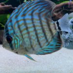 Blue Turquoise Cross Discus photo review