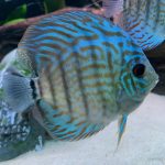 Blue Turquoise Cross Discus photo review