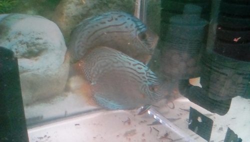 Cobalt Discus, Proven Breeding Pair photo review