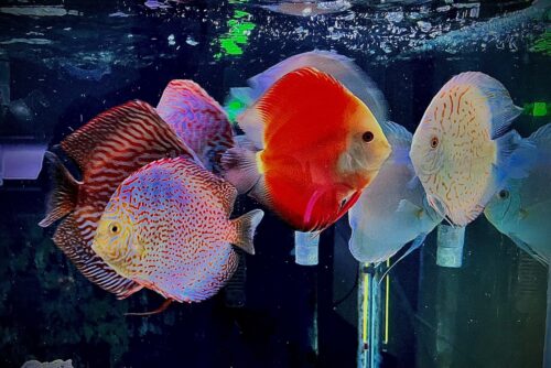 Mandarin Passion Discus photo review