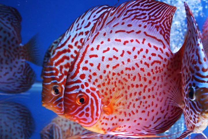 Classic Red Leopard Discus | Discus.com