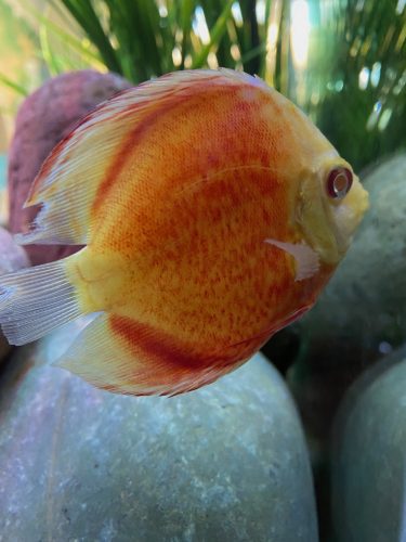 Orange Tiger Carnation Discus photo review