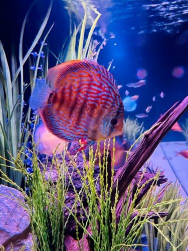 Royal Heckel Cross Discus photo review