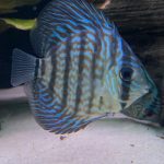 Royal Heckel Cross Discus photo review