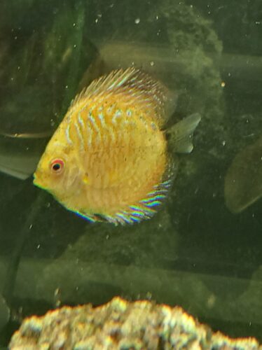 Super Pigeon Snakeskin Discus, Yellow Base photo review