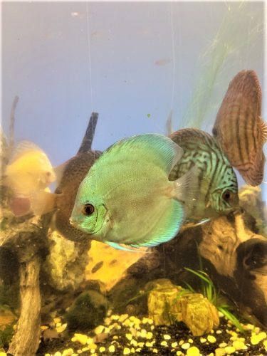 Ocean Green Discus photo review